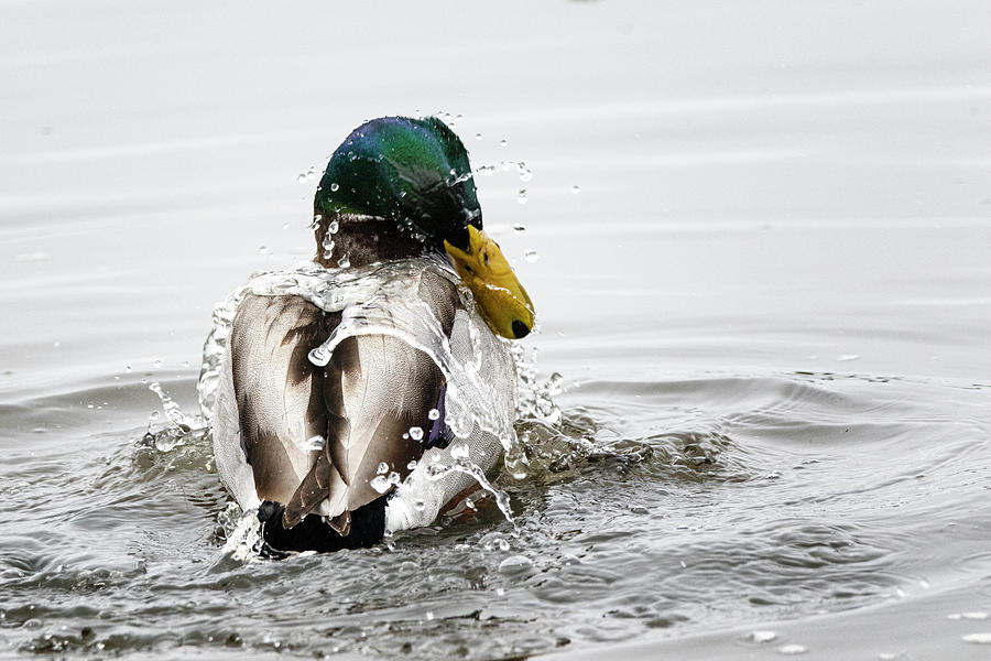 Water Off of a Ducks Back Photograph by Bob Decker