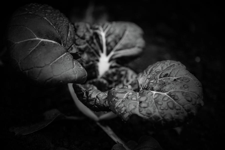 Water On BoK Choy In Black and White Photograph by Greg Mimbs