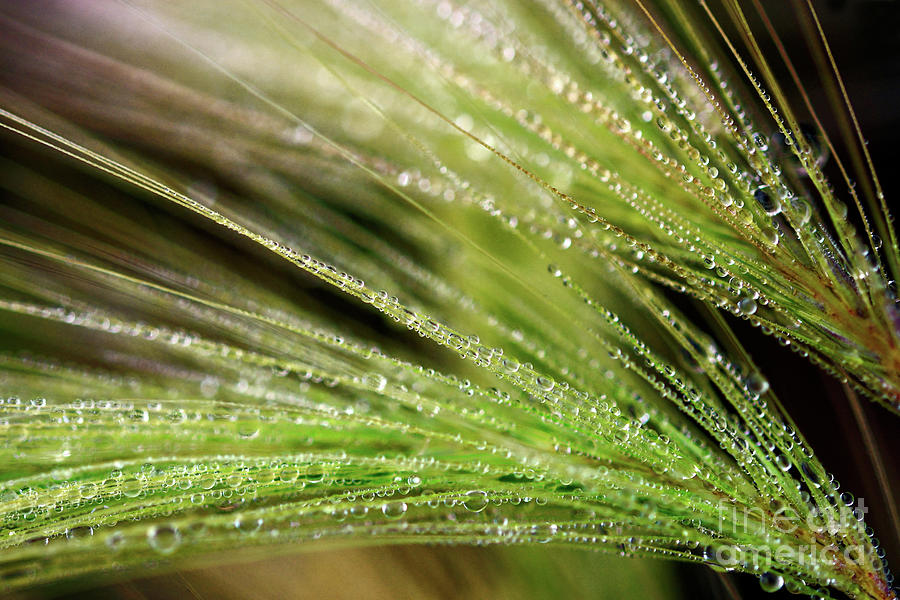 Water Droplets On Foxtail Grass 3 Photograph by Terry Elniski