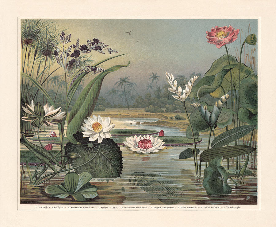 Water plants, chromolithograph, published in 1897 Drawing by Zu_09