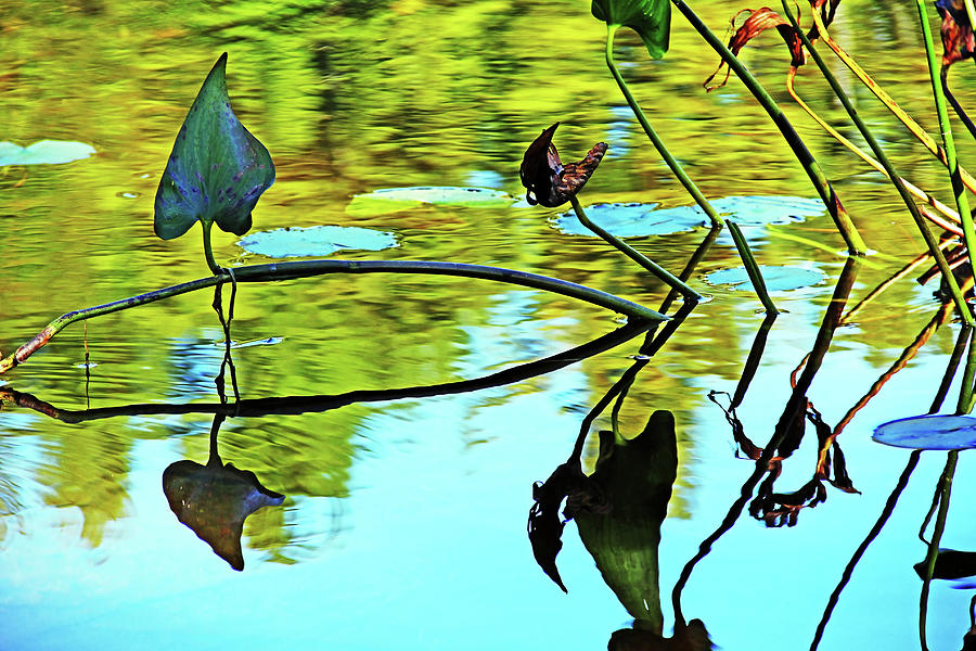 Water Plants Photograph by Debbie Oppermann