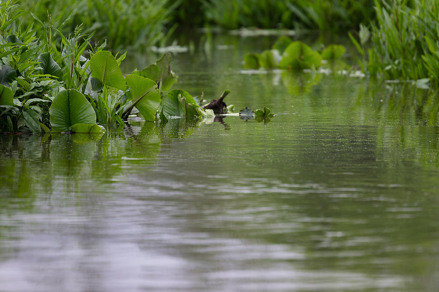 Water Plants Photograph by Ricky Kresslein Water Plants Photograph by Ricky Kresslein