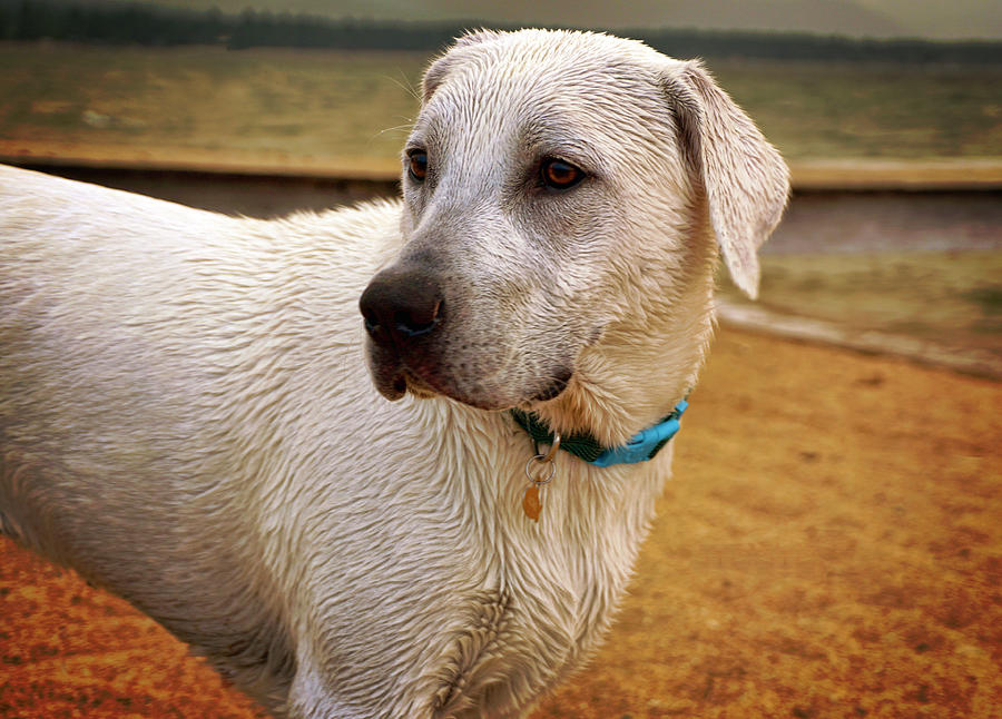 Water plus Labrador equals fun Photograph by Waterdancer