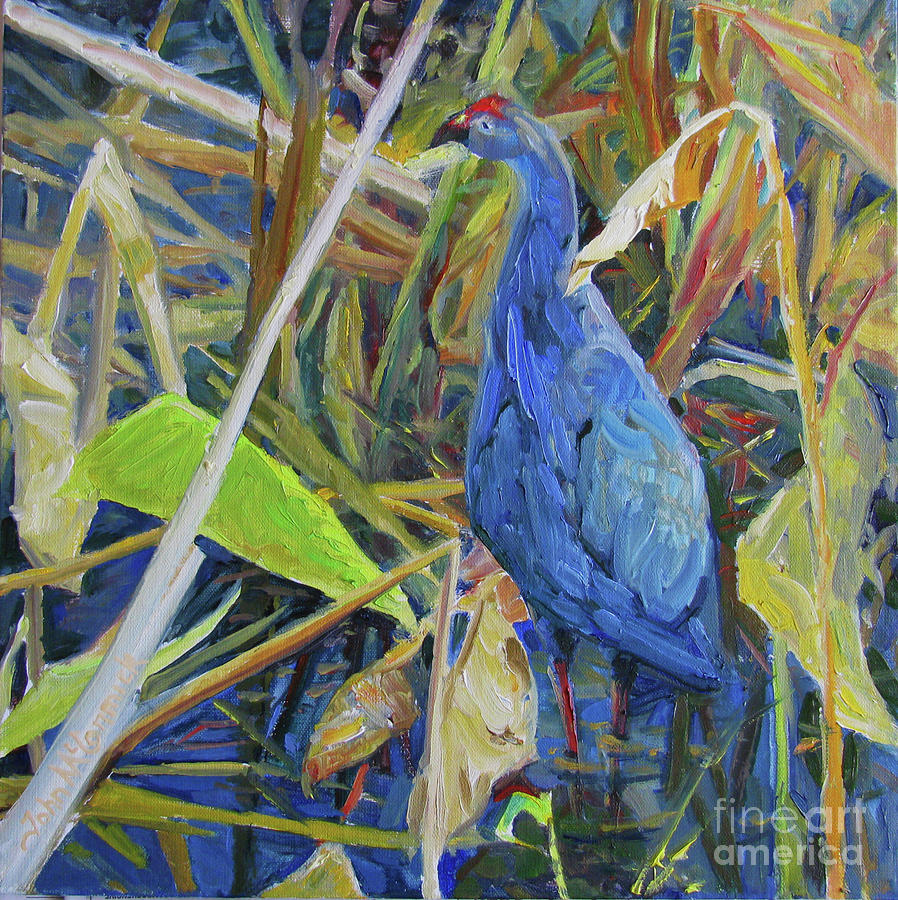 Water Rail, Everglades Painting by John McCormick