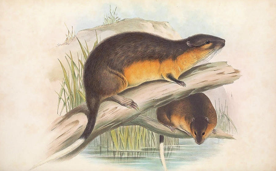 Water Rat or Rakali Drawing by John Gould