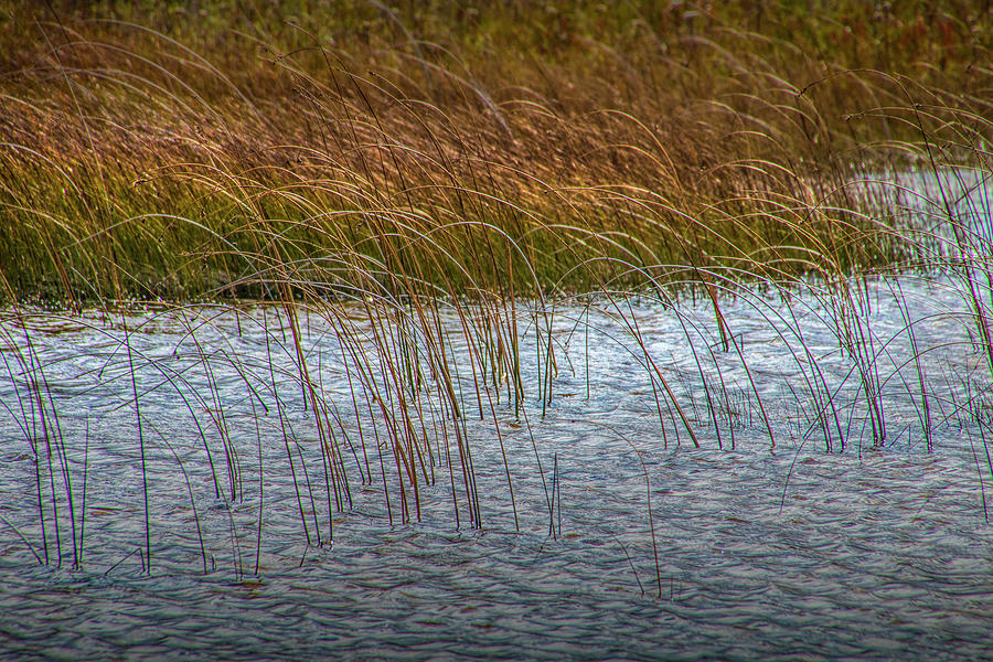 Water Reeds at Wildeness State Park Photograph by Randall Nyhof
