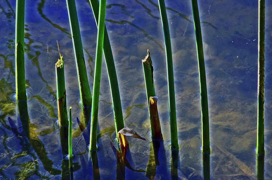 Water Reeds Photograph By Christopher Hignite Fine Art America