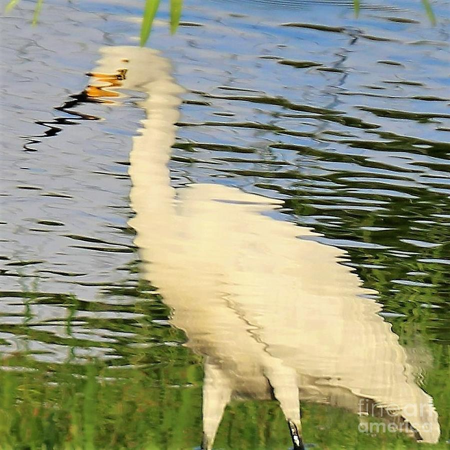 Water reflection of a snowy egret Photograph by Joanne Carey