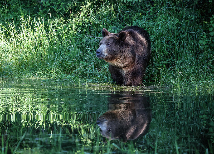 Water Reflections Of A Grizzly Photograph