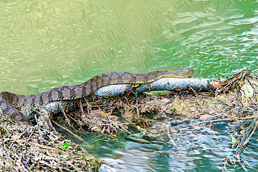 Water Snake Slithering Along Photograph by Debra Martz