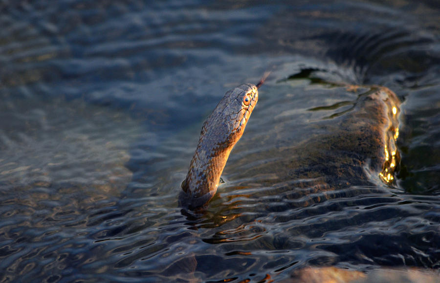 Water Snake Watching The Sunset  Photograph by Ally White