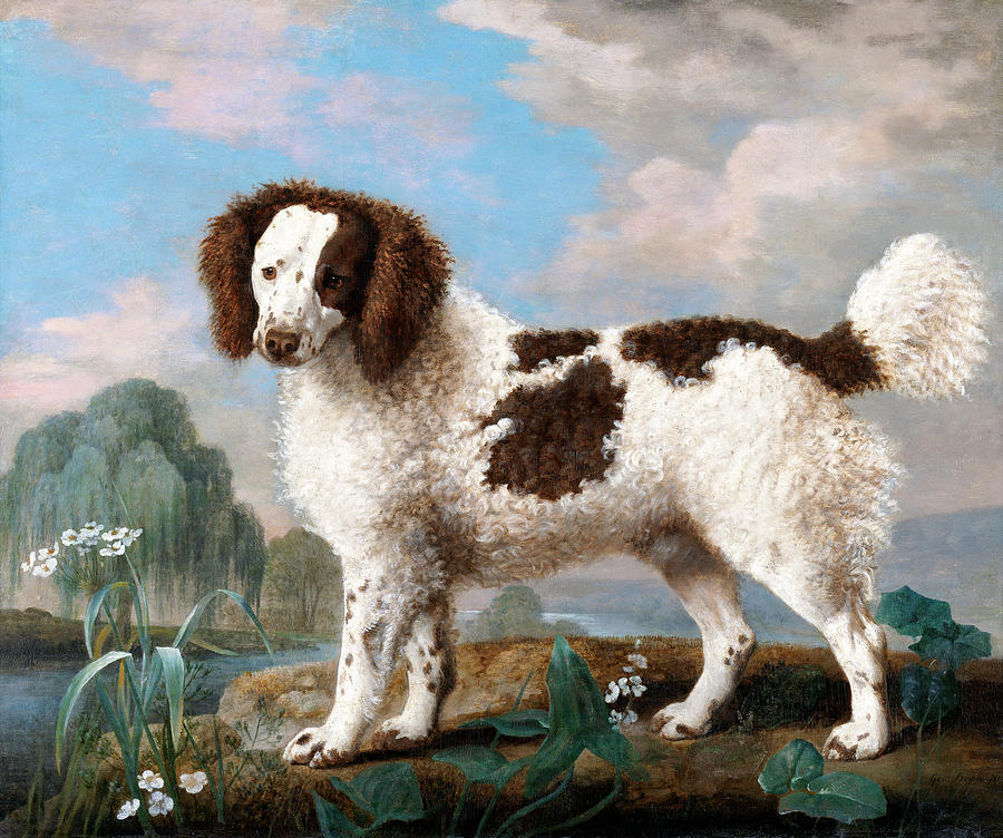 Water Spaniel Painting by Bob Pardue