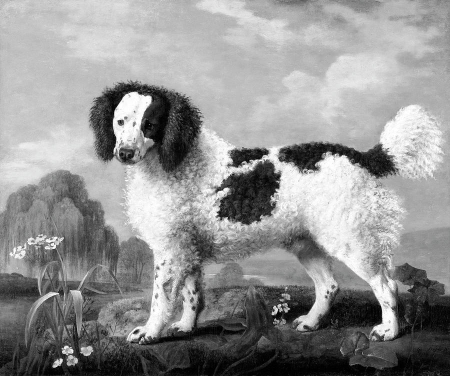 Water Spaniel BW Painting by Bob Pardue