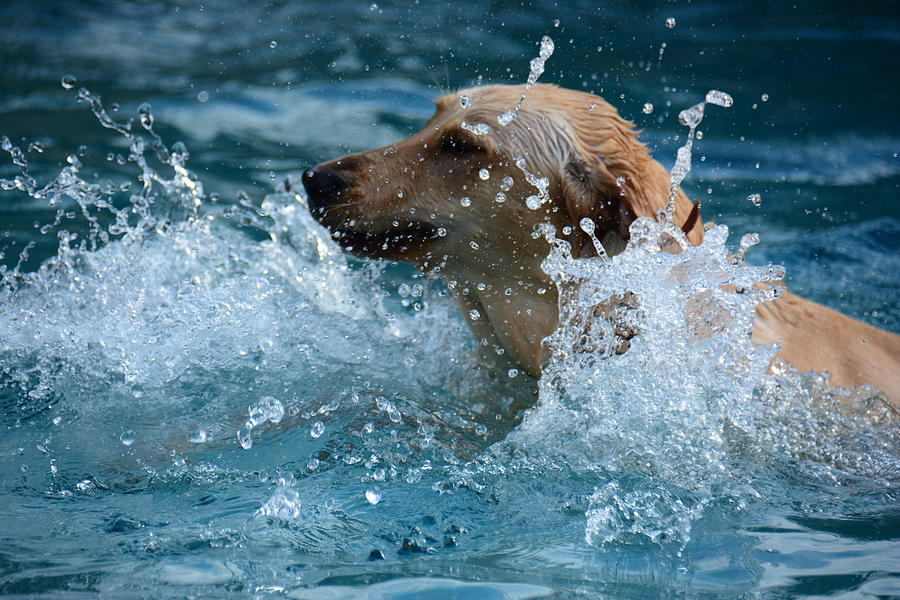 Water splashing on all sides Photograph by Brigitta Diaz - Fine Art America