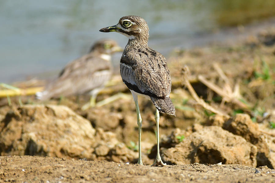 Water thick-knee (Burhinus vermiculatus), or water dikkop Photograph by Michele DAmico supersky77