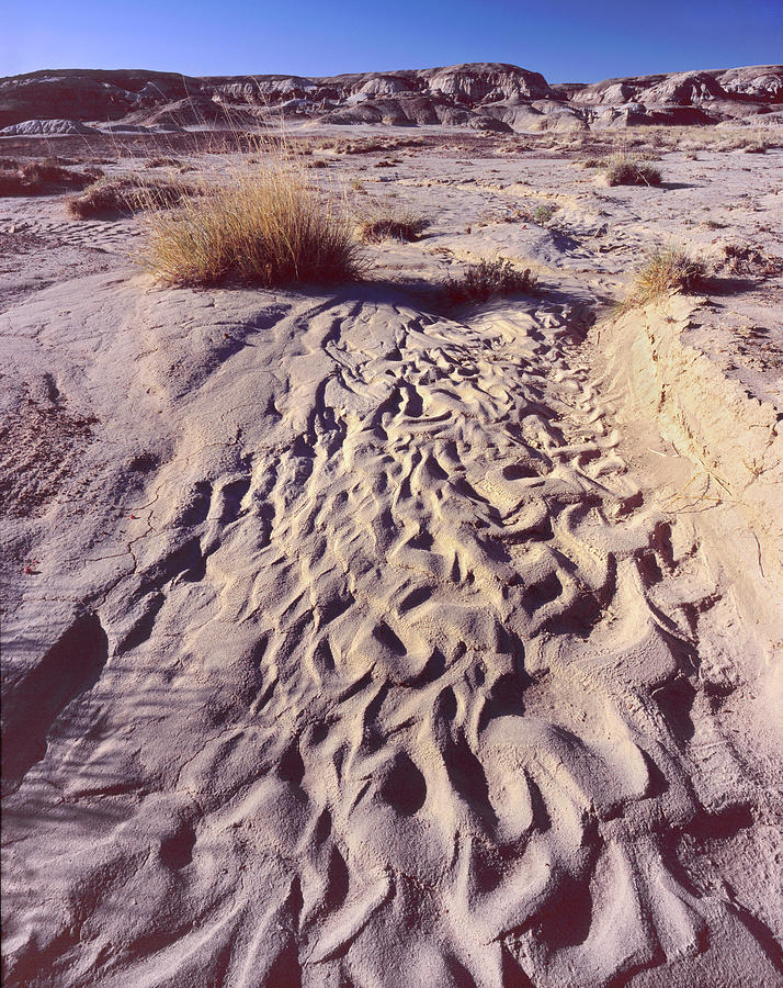 Water Tracks Photograph by Tom Daniel