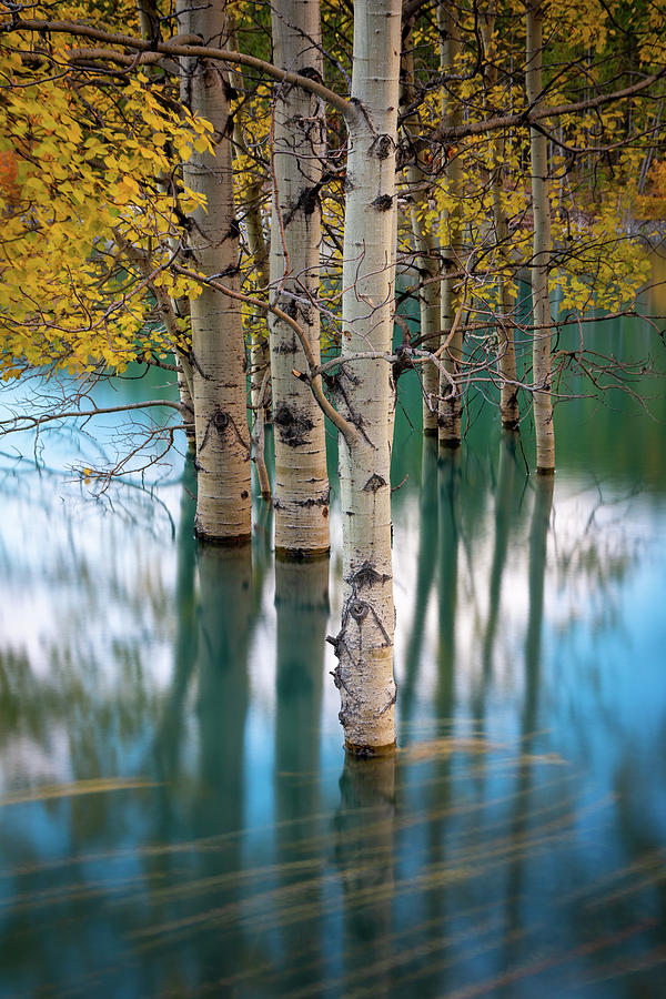 Water Trees Photograph