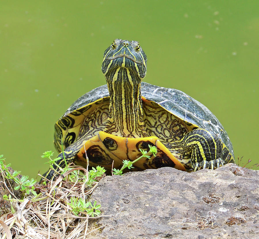 Water Turtle Portrait Photograph by Nicola Fusco - Pixels