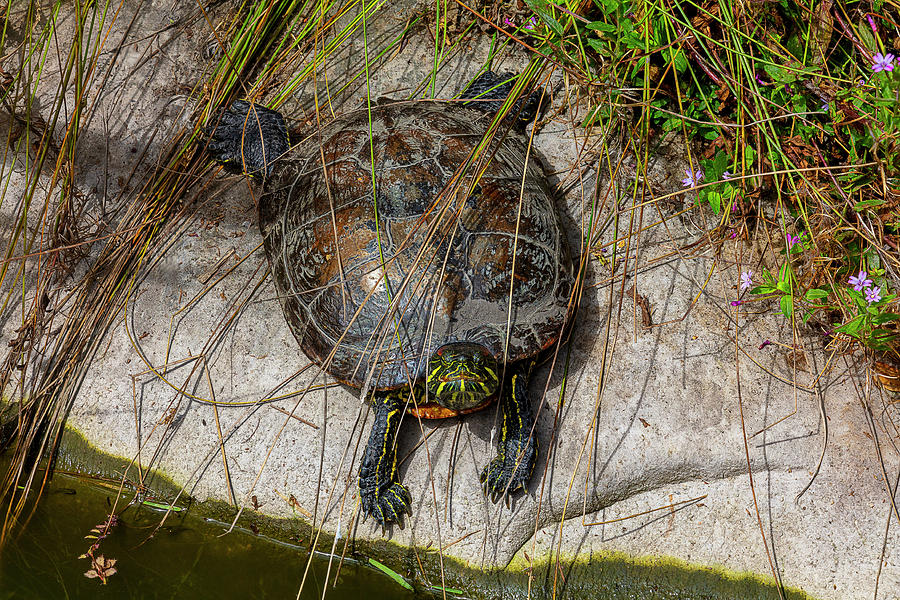 Water Turtle Sunning On Shoreline Photograph by Garry Gay