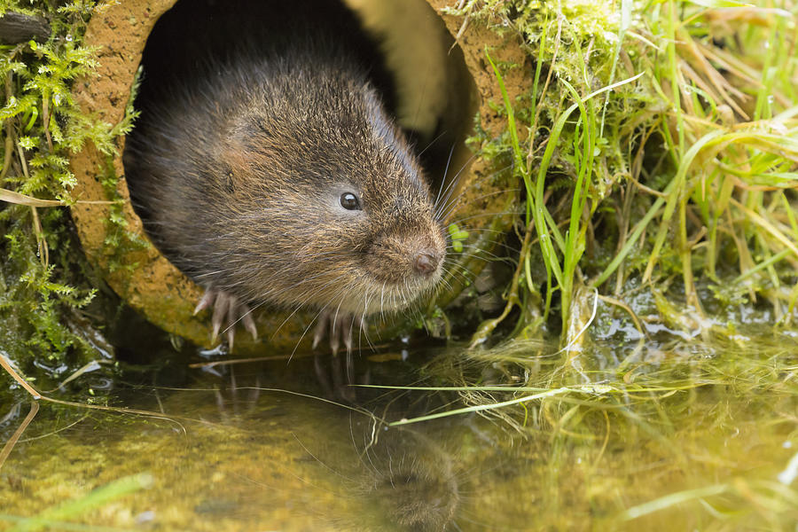 Water vole looking out of a pipe Photograph by Louise Heusinkveld