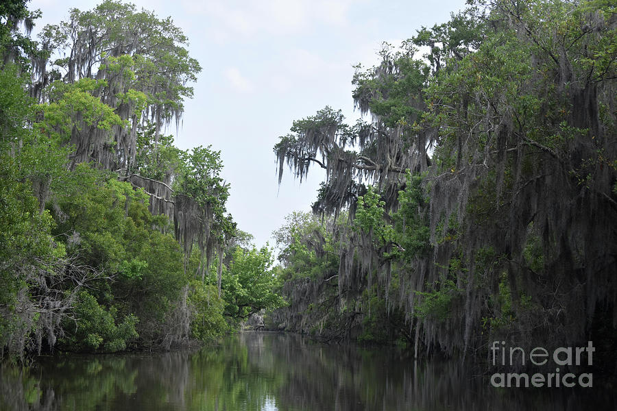Water Way with Spanish Moss Draped Trees in New Orleans Photograph by DejaVu Designs