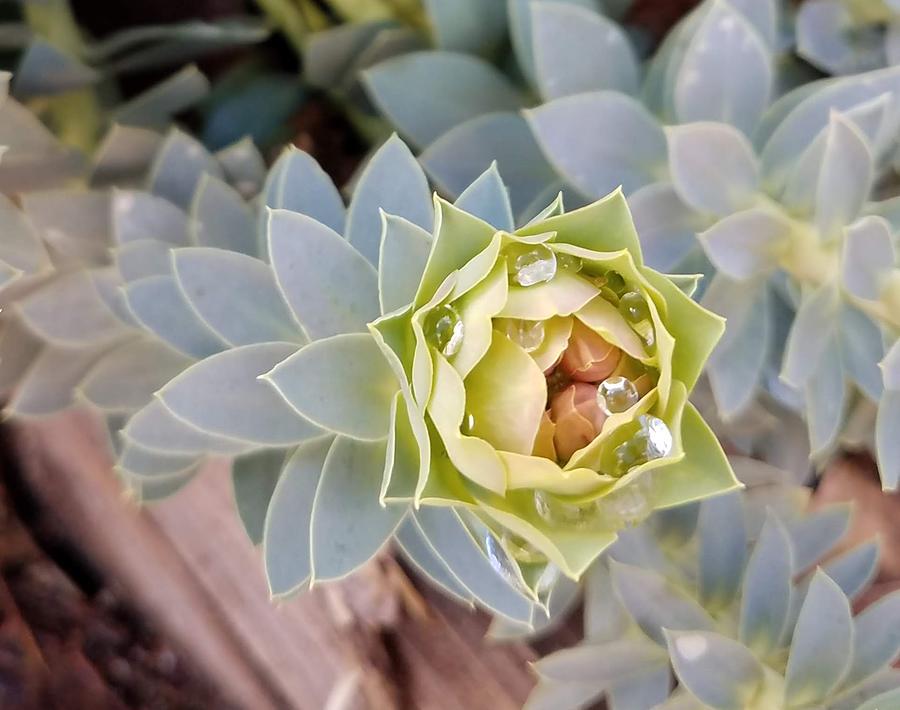 Succulent Plant Photograph - Waterbead on Succulent by Bonnie McKeegan Succulent Plant Photograph - Waterbead on Succulent by Bonnie McKeegan