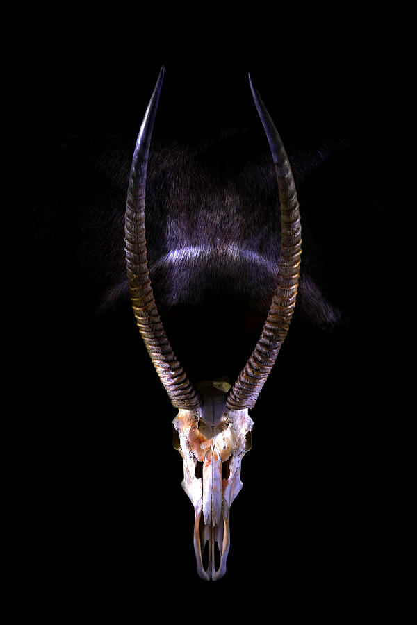 Waterbuck Skull Photograph by David Andersen