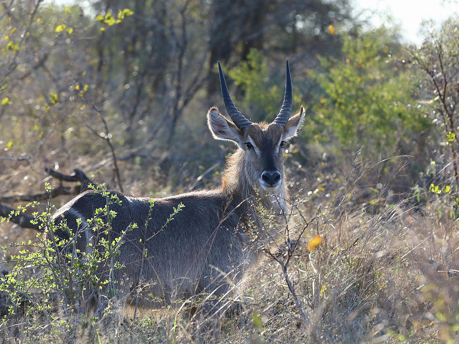 Waterbuck, T Photograph by Alex Nikitsin - Fine Art America