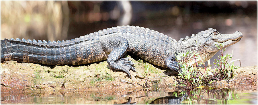 Watercolor Alligator 02, Okefenokee Swamp, Geogia, Prehistoric Friends 