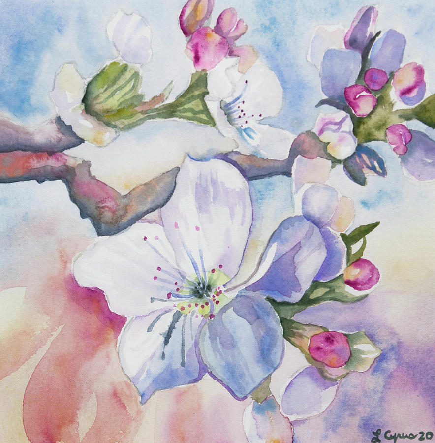 Watercolor - Apple Blossoms Painting by Cascade Colors