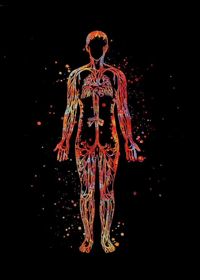 Watercolor Blood Vessels Watercolor Print Circulatory System Human ...