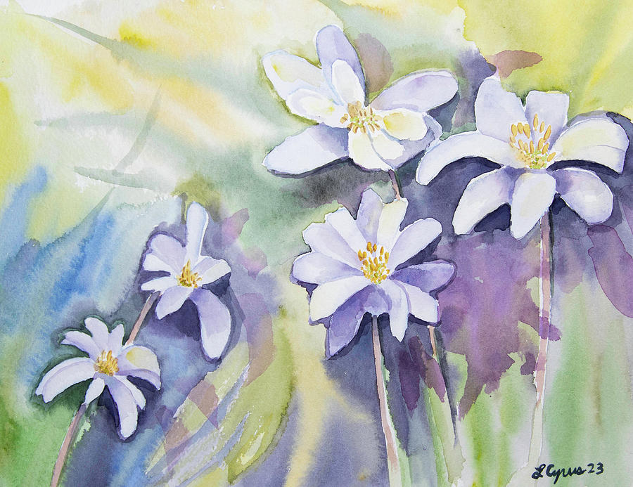 Watercolor - Bloodroot Blooms Painting by Cascade Colors