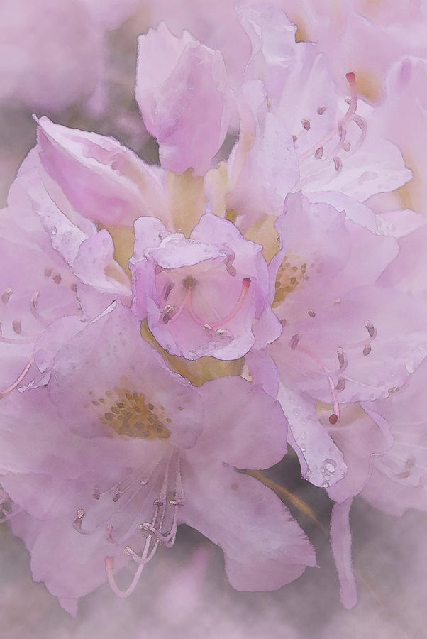 Watercolor Blossom in Pink Photograph by Peggie Strachan