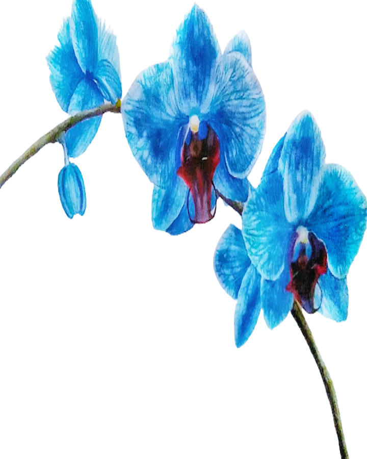 Watercolor blue orchid Drawing by Slavina Petkova