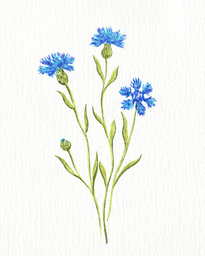 Watercolor Blue Wildflower Cornflower Simple Grace Floral Beauty  Painting by Irina Sztukowski