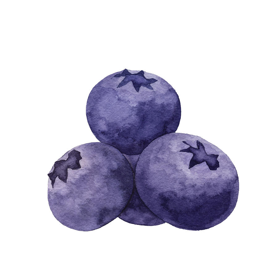 Watercolor Blueberries Drawing by Saemilee