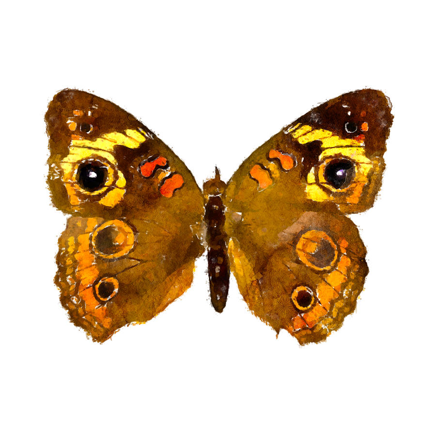 Watercolor Common Buckeye Watercolor Junonia coenia - Choose a Background Color Painting by Large Wall Art For Living Room