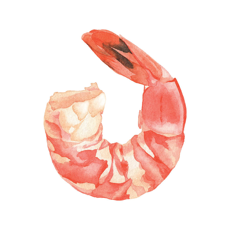 Watercolor Cooked Shrimp Drawing by Saemilee Watercolor Cooked Shrimp Drawing by Saemilee