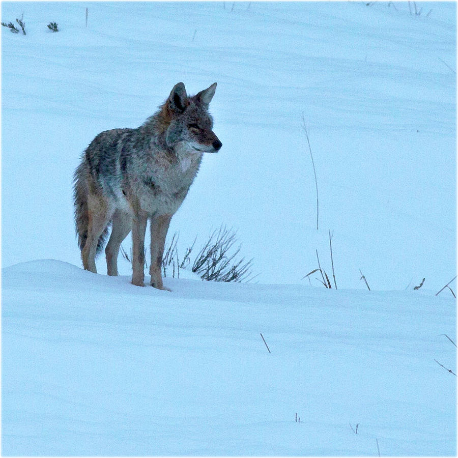 Watercolor Coyote 02, Estes Park, Colorado, Perusing the Snowy Hills