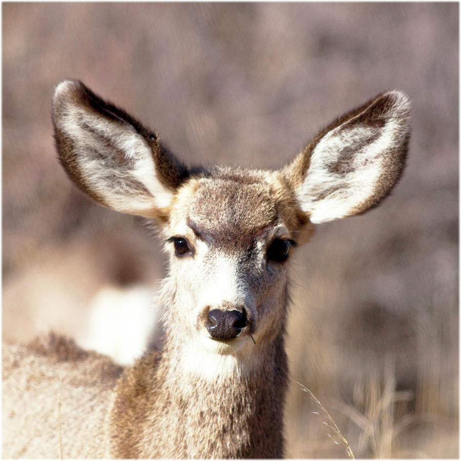 werkplaats trainer Afdaling Watercolor Deer, Mule 09, Crestone, Colorado, Bambi-eyes Digital Art by  Carlson Imagery