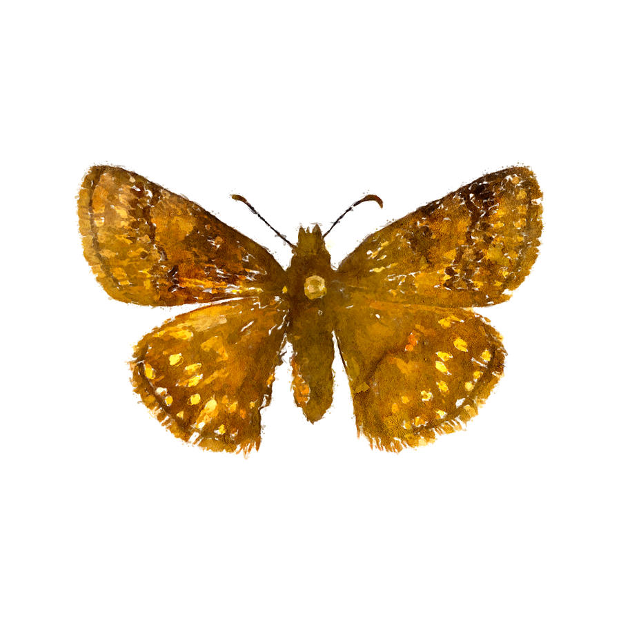 Watercolor Dreamy Duskywing Butterfly Watercolor Erynnis icelus - Choose a Background Color Painting by Large Wall Art For Living Room Watercolor Dreamy Duskywing Butterfly Watercolor Erynnis icelus - Choose a Background Color Painting by Large Wall Art For Living Room