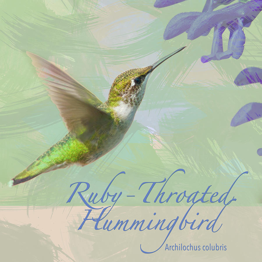 Watercolor effect Hummingbird Photograph by Hermes Fine Art