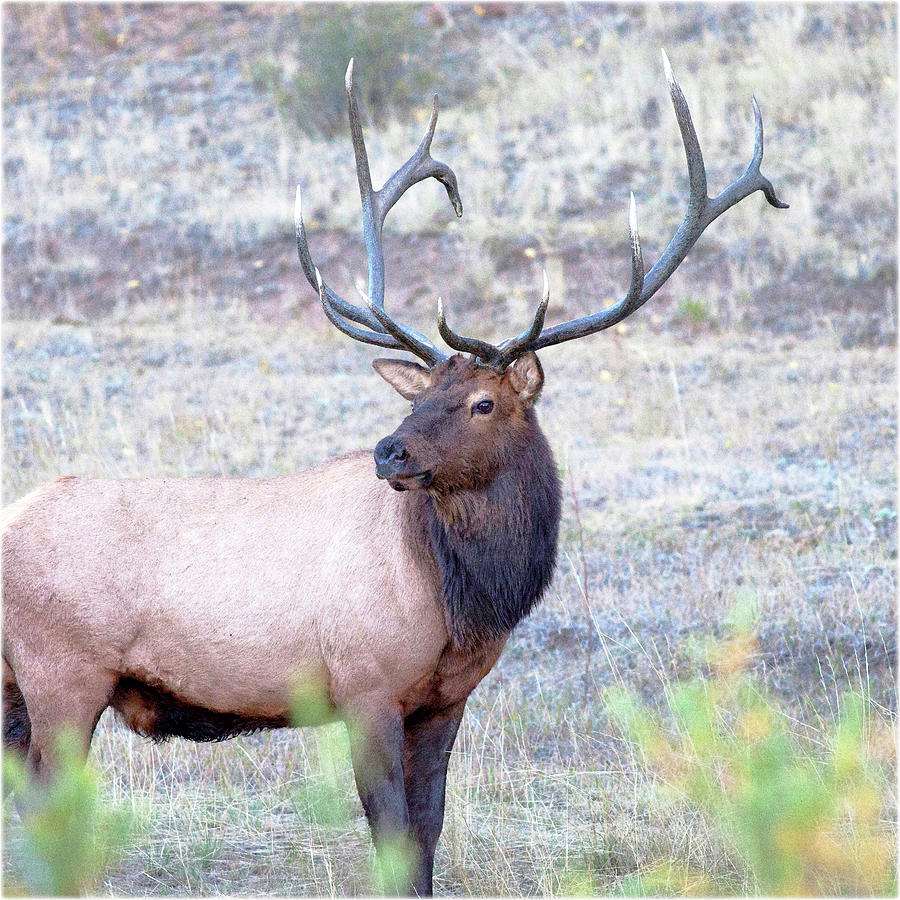 Watercolor Elk Bull 02, Estes Park, Colorado, Nonchalant Digital Art by ...