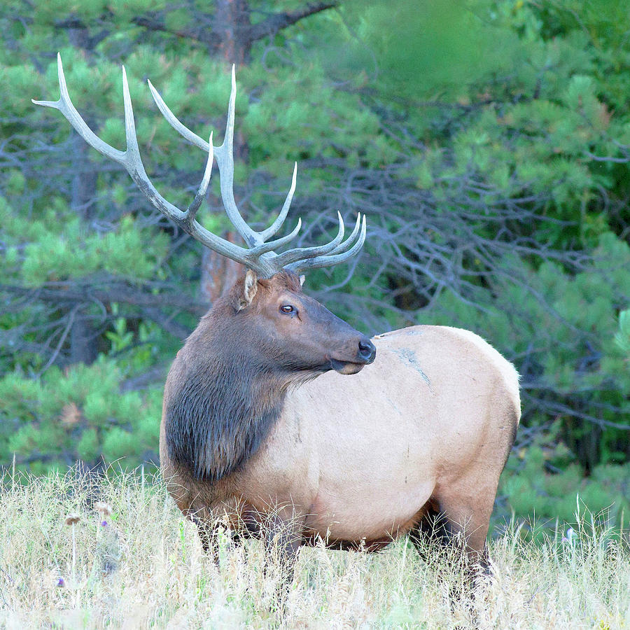 Watercolor Elk Bull 60, Estes Park, Colorado, King of the Rut Digital ...