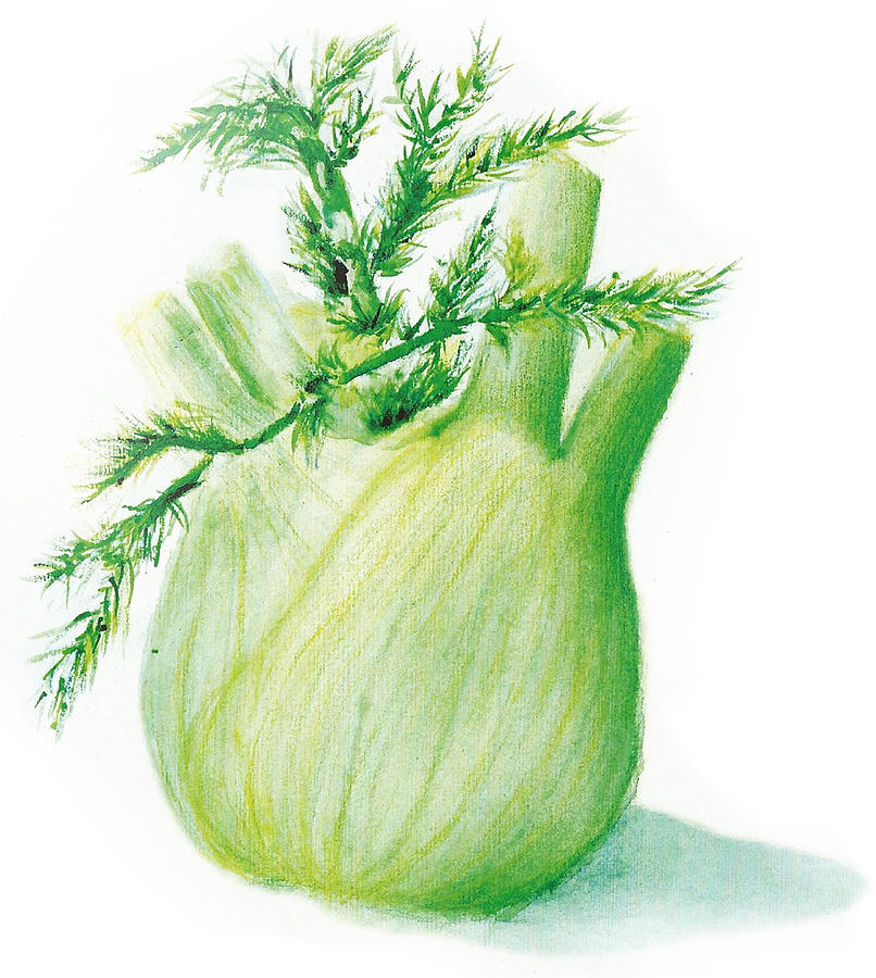 Watercolor Fennel Aquarelle Fenouil Painting by Joelle Philibert