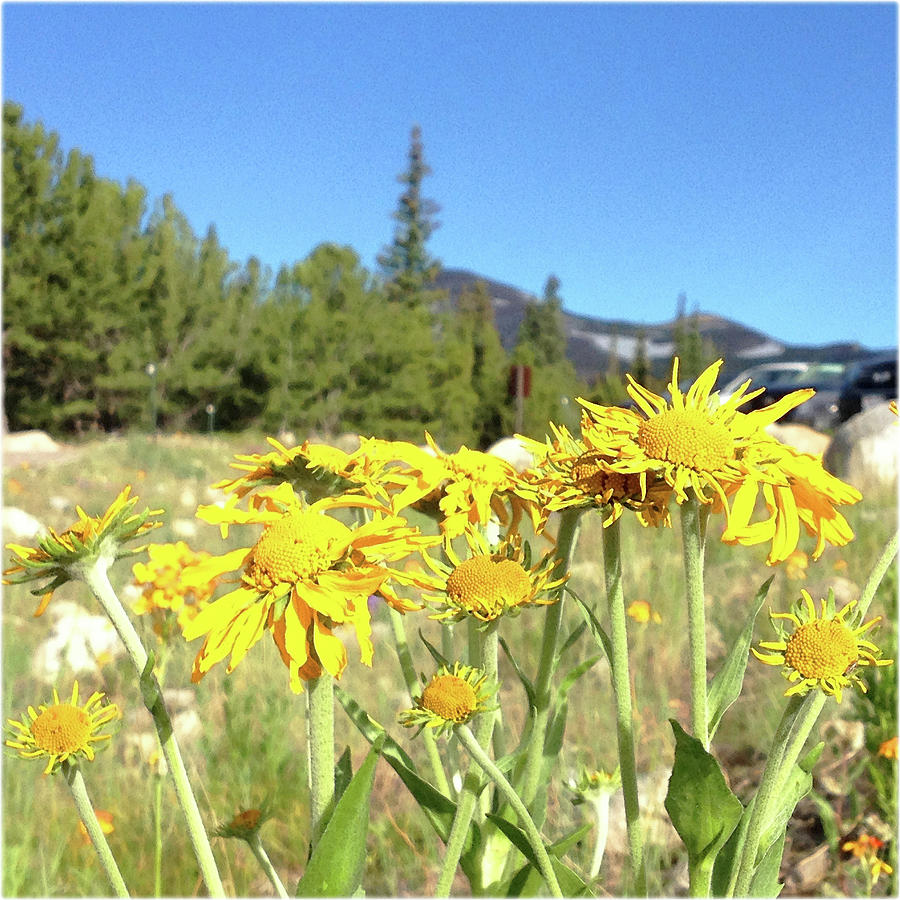 Watercolor Flower Arnica Montana 01 Indian Peaks Wilderness Colorado Digital Art By Carlson Imagery Pixels