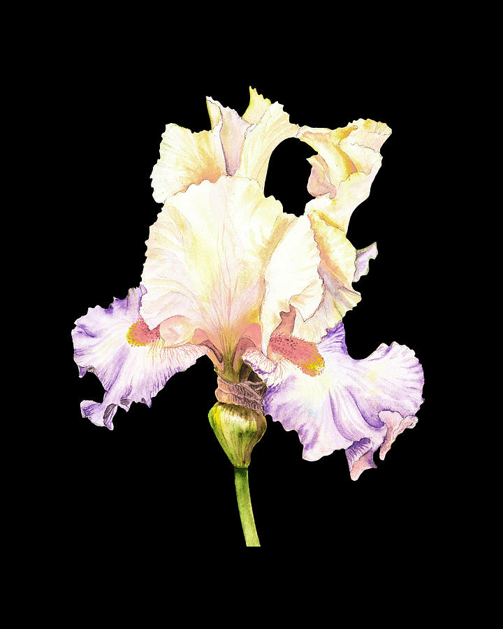 Iris Painting - Watercolor Flower Floral Art Minimalism PNG IX by Irina Sztukowski