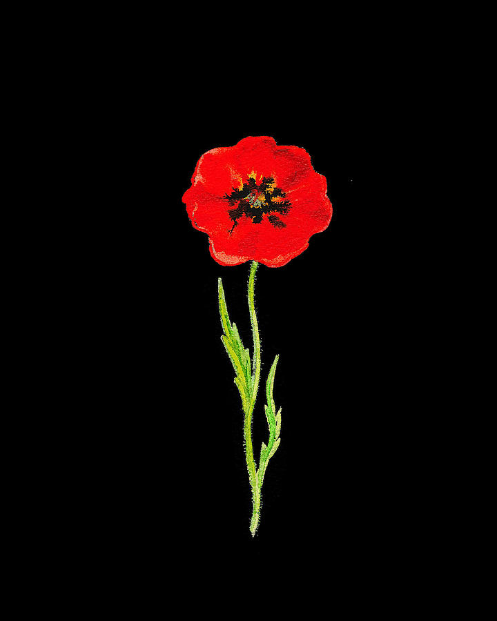 Poppy Painting - Watercolor Flower Floral Art Minimalism PNG XII by Irina Sztukowski