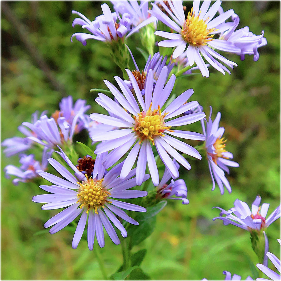 Watercolor Flower, Mountain Purple Aster 03, RMNP