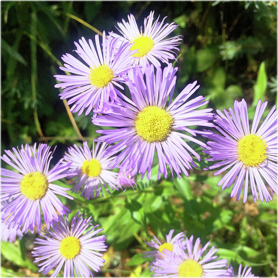 Watercolor Flower, Purple Fleabane 02, Windy Gulch, RMNP, Colorado ...